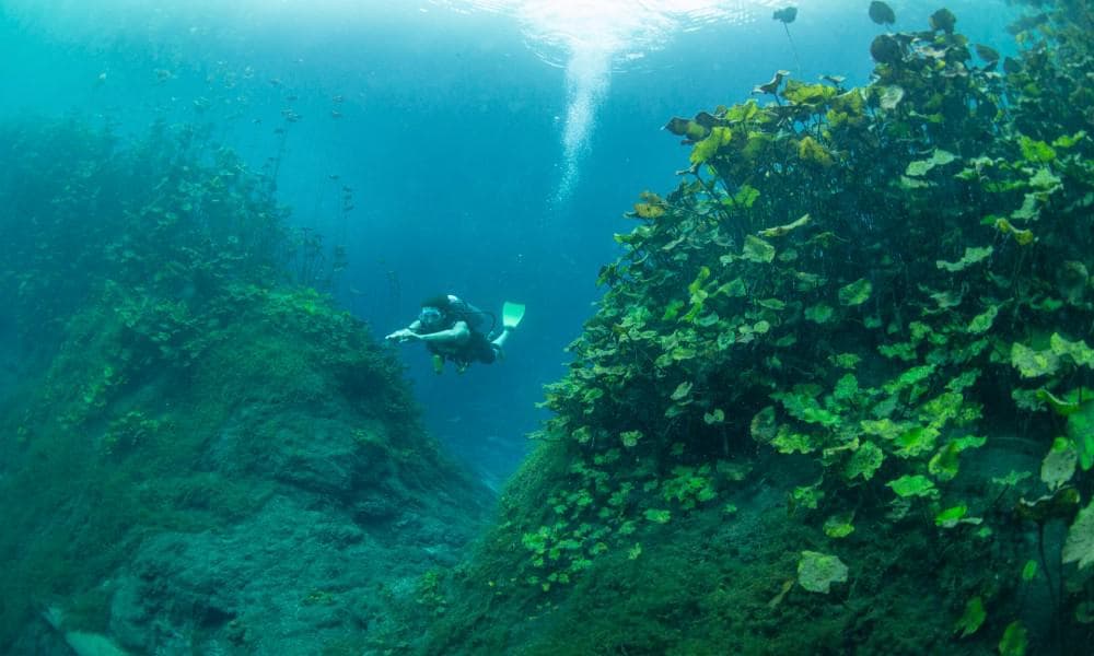 Underwater view of Media Luna springs