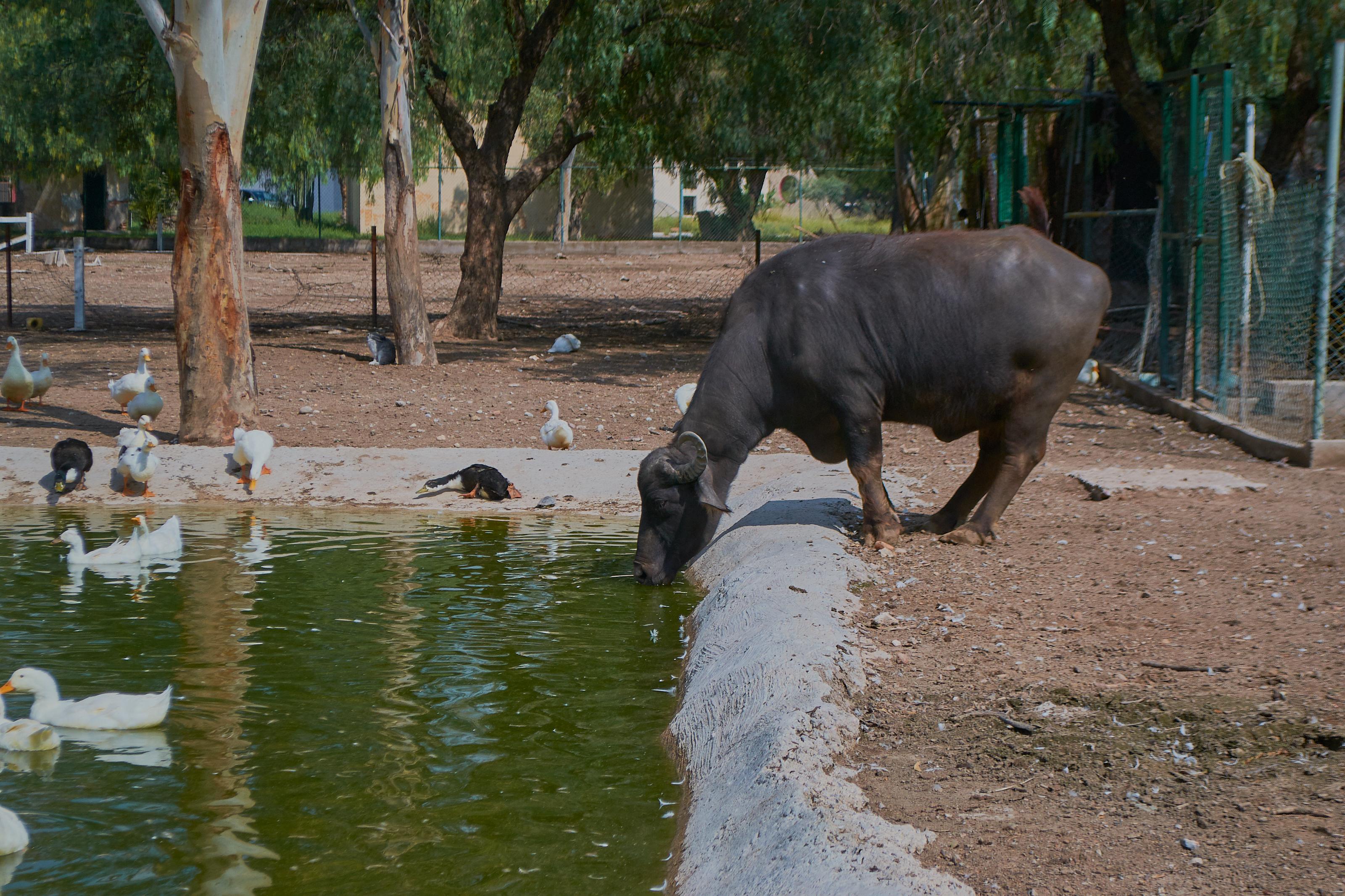 Tangamanga zoo, a family favorite in San Luis Potosí