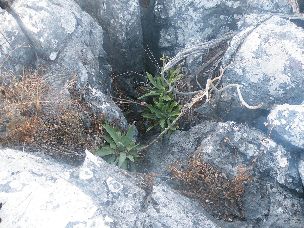 Limestone and agaves in the Valle de los Fantasmas.