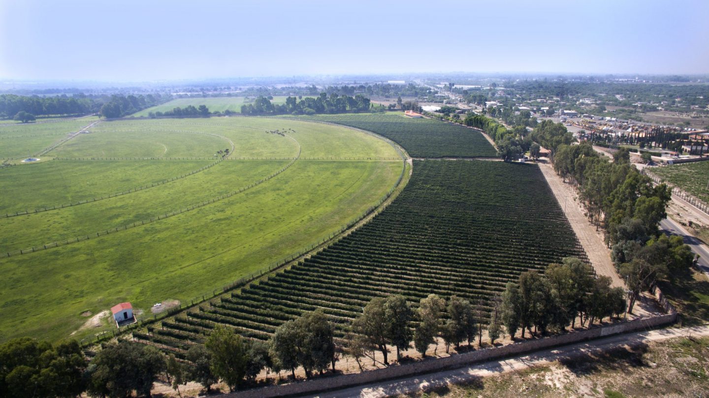 Río Verde Valley - Vineyard view
